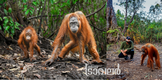 orangutans of borneo 